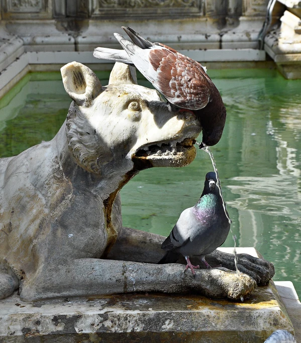 a couple of birds sitting on top of a statue, a photo, by Paul Bird, shutterstock, renaissance, anthropomorphic dog eating, fountain of water, vatican, stock photo