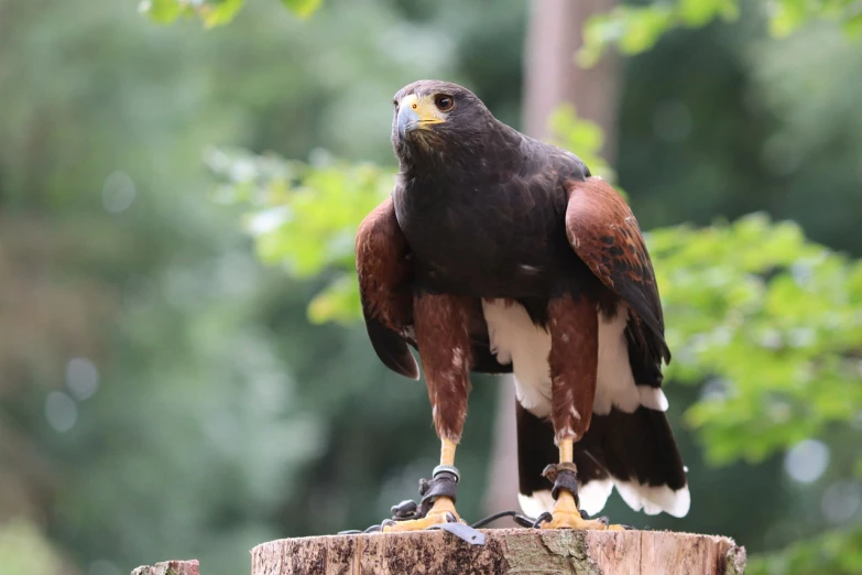 a close up of a bird of prey on a tree stump, a portrait, shutterstock, his arms and legs are hanging, museum quality photo, video, with real wings