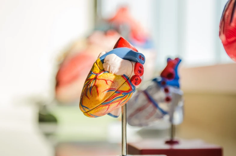 a close up of a model of a human heart, a tilt shift photo, artificial limbs, vibrant vivid colors, in laboratory, taken with canon 8 0 d