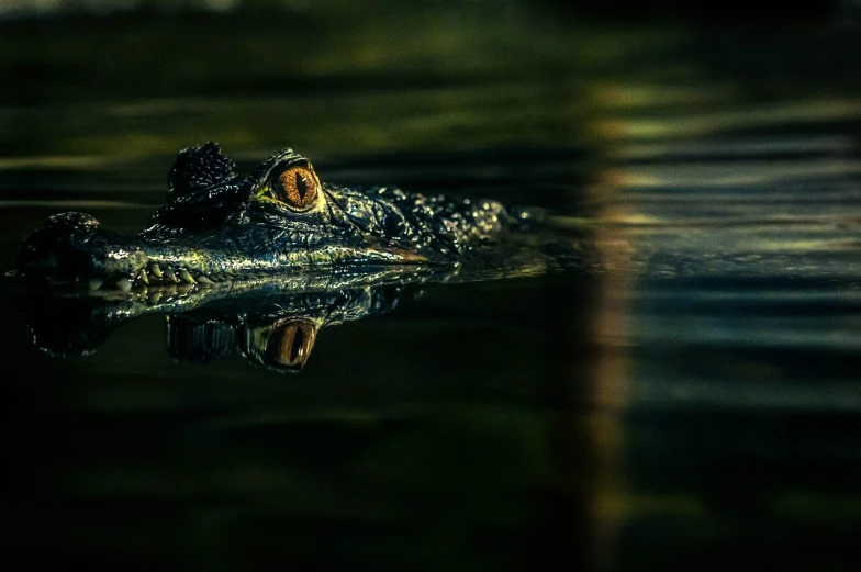 an alligator floating on top of a body of water, a picture, by Niklaus Manuel, pexels contest winner, sumatraism, wet reflections in eyes, shallow depth of field hdr 8 k, lurking in the darkness, staring at you