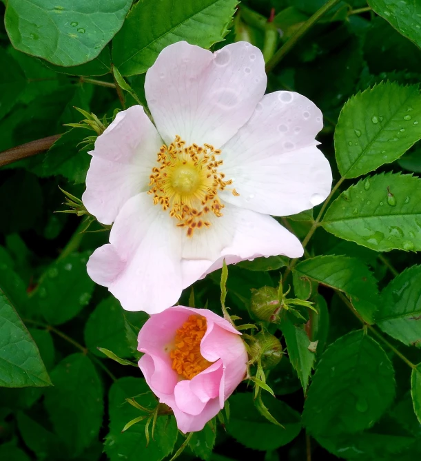 a close up of a flower with water droplets on it, by Robert Brackman, flickr, romanticism, rose-brambles, white and pink, male and female, in summer