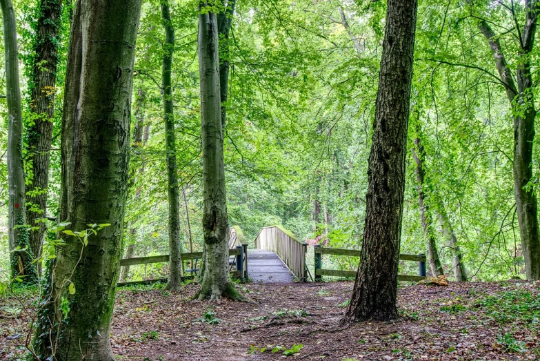 a wooden bridge in the middle of a forest, inspired by Jan Müller, outdoor photo, lower saxony, walking out of a the havens gate, in summer