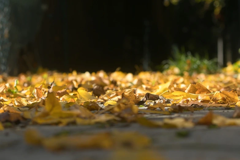 a bunch of yellow leaves laying on the ground, a picture, by Istvan Banyai, shutterstock, depth of field 20mm, afternoon lights, over the shoulder view, [ 4 k photorealism ]