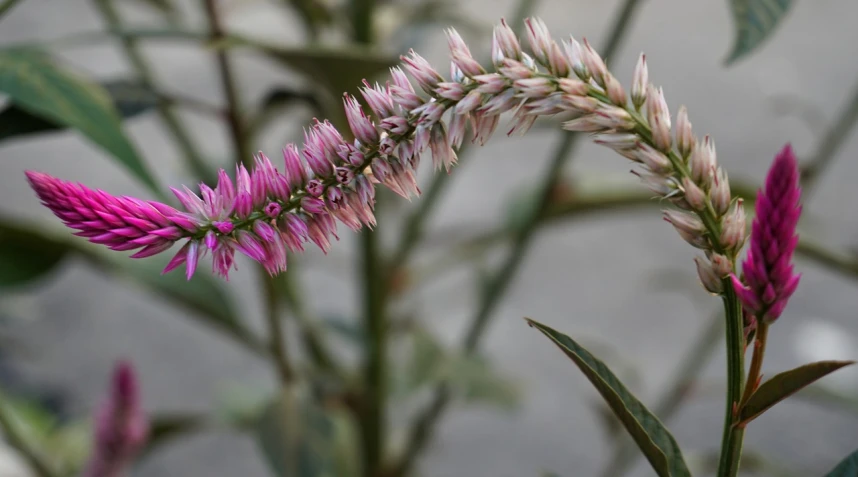 a close up of a plant with pink flowers, a portrait, by Robert Brackman, flickr, wildflowers and grasses, cone, slight overcast lighting, illinois