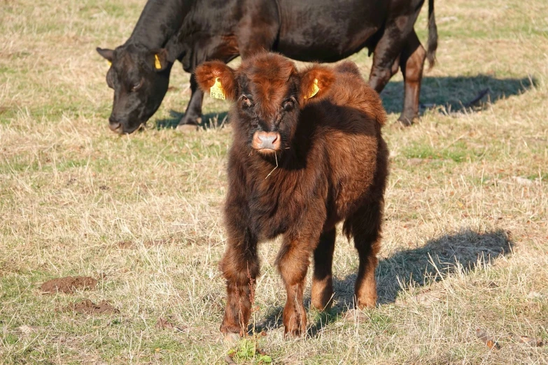 a brown cow standing on top of a grass covered field, orange fluffy belly, calf, oklahoma, very tiny