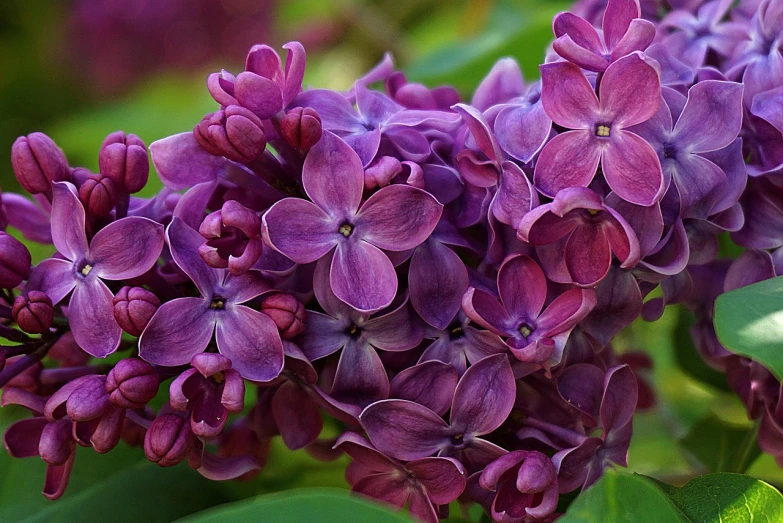 a close up of a bunch of purple flowers, by Juergen von Huendeberg, pixabay, lilac, wisconsin, flowering buds, some red and purple