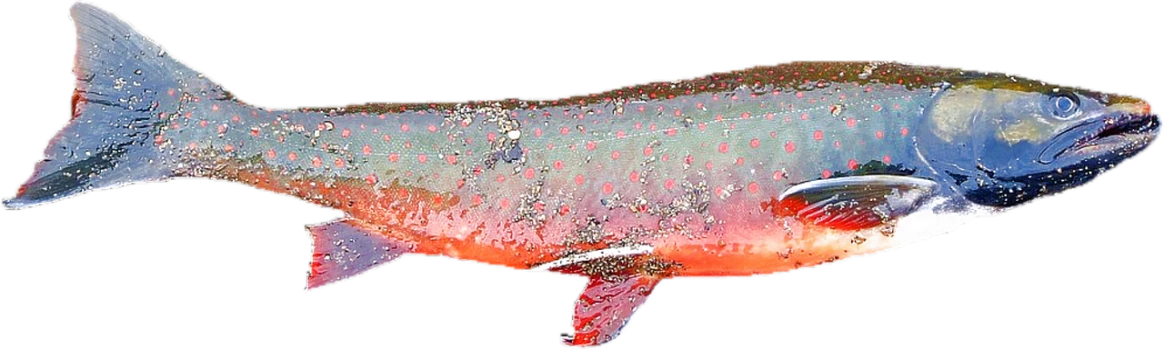 a close up of a fish on a black background, by Robert Brackman, hurufiyya, red skin, blue scales with white spots, ( side ) profile, false color