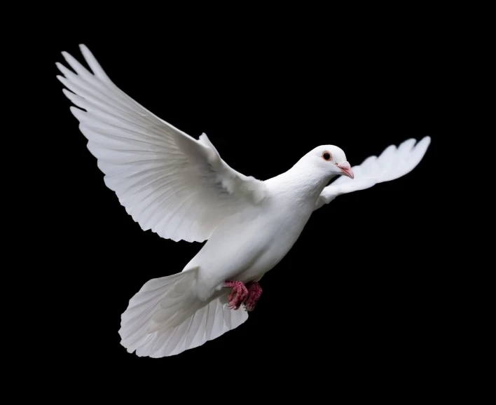 a white dove flying in the air on a black background, a photo, by Paul Bird, shutterstock, -h 1024, full body close-up shot, woodstock, she is arriving heaven