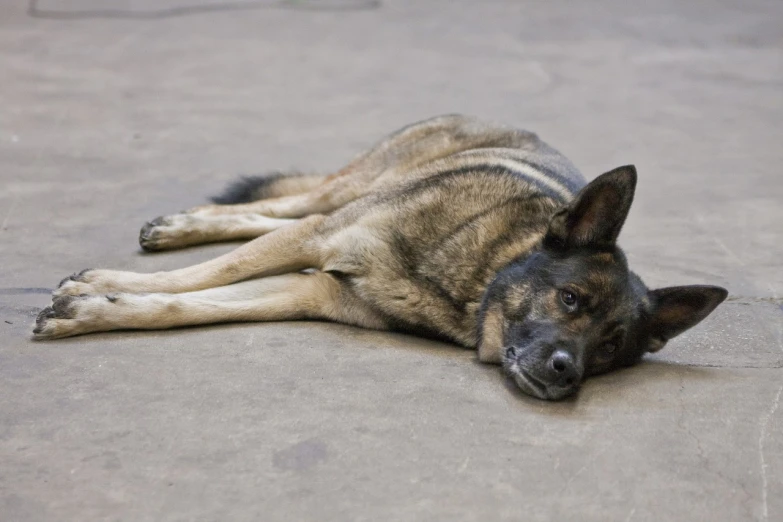 a dog that is laying down on the ground, by Jan Konůpek, flickr, realism, ptsd, k9, full-body-shot, tired half closed