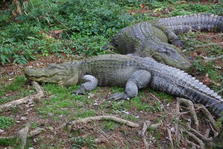 two alligators that are laying down in the grass, sleepers, aged 2 5, very comfy, foam