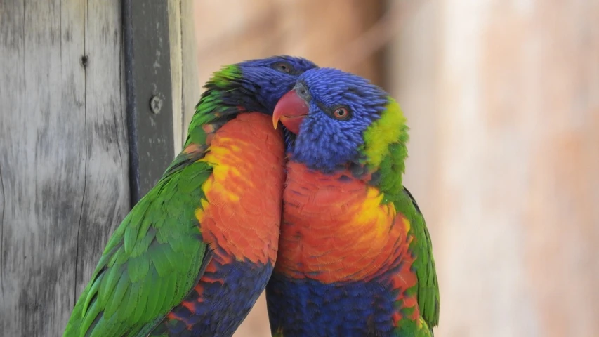 a couple of colorful birds standing next to each other, a picture, pexels, hugging, full of colour 8-w 1024, portrait closeup, australian