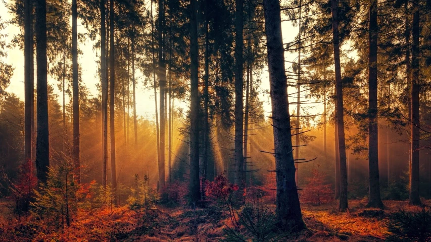 the sun is shining through the trees in the forest, a picture, by Jacob Kainen, pexels, fine art, autumn sunset, mobile wallpaper, indian forest, shafts of sunlight in the centre
