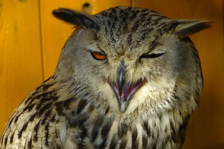 a close up of an owl with its mouth open, hurufiyya, crying eyes closed!, angry complexion, aaaaaaaaaaaaaaaaaaaaaa, mid shot photo