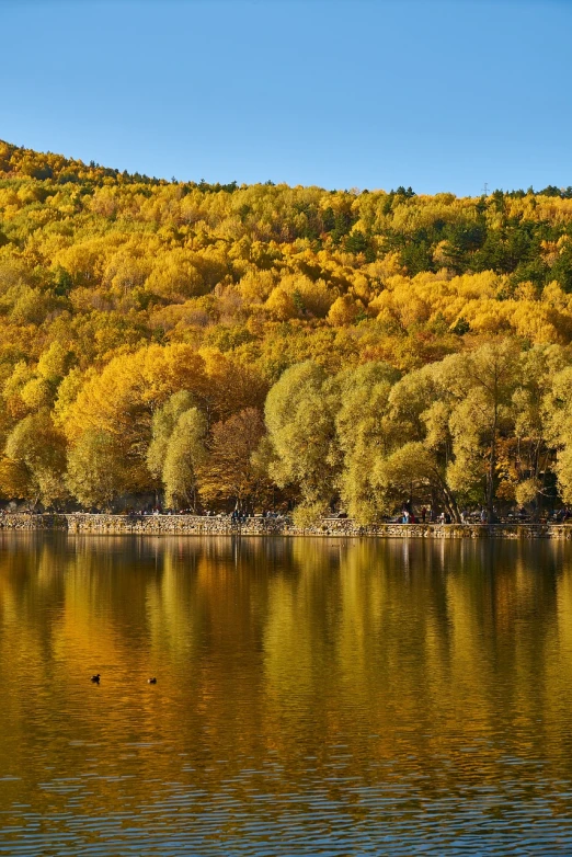a large body of water surrounded by trees, by Ma Yuanyu, shutterstock, golden colors, vivid colors!!, warm golden backlit, sigma 1 0 - 2 0 mm