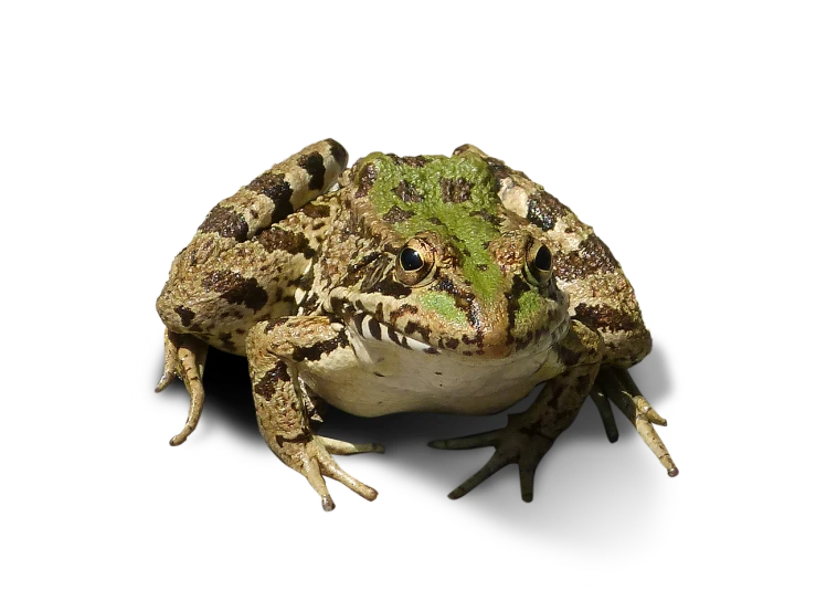 a frog sitting on top of a white plate, a photo, pixabay, renaissance, full body shot hyperdetailed, detailed color scan, crab, 2 0 1 0 photo