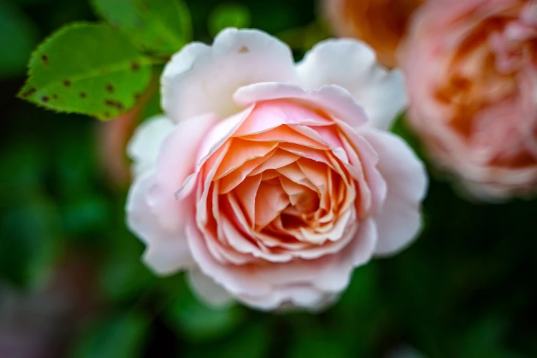 a close up of a pink rose with green leaves, a macro photograph, inspired by Allan Ramsay, shutterstock, romanticism, orange blooming flowers garden, accurate and detailed, old english, with soft bushes