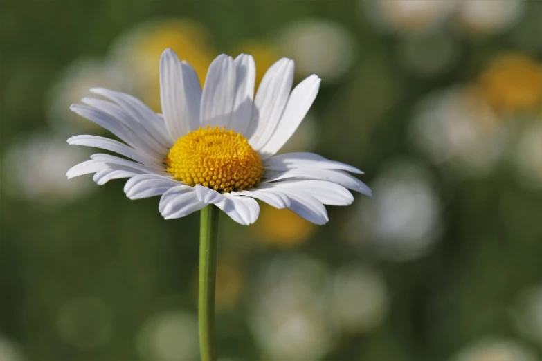 a close up of a white flower with a yellow center, by Dietmar Damerau, focus in the foreground, various posed, partly sunny, highly detailed product photo