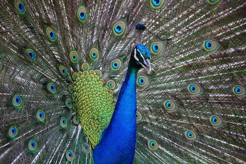 a close up of a peacock with its feathers open, hurufiyya, standing triumphant and proud, blue and green, a broad shouldered, handsome man