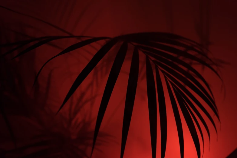 a close up of a plant with a red light in the background, aestheticism, palm skin, black and red colour palette, high-quality wallpaper, tropical undertones