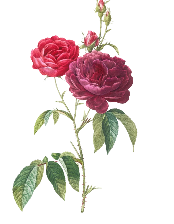 a painting of two red roses with green leaves, a digital rendering, by Pierre-Joseph Redouté, romanticism, mary delany, giant mechanical rose, pink, with a black background