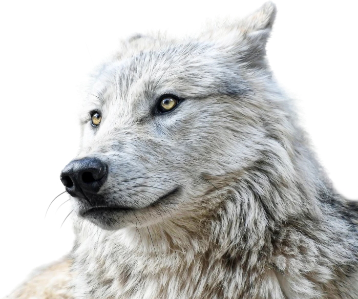 a close up of a wolf's face on a black background, a portrait, inspired by Wolf Huber, shutterstock, white hairs, inuit, peaceful expression, very sharp photo