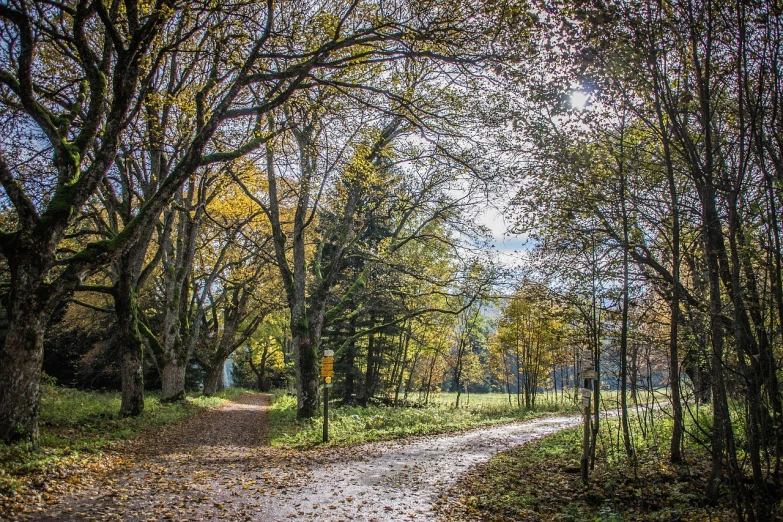 a dirt road surrounded by trees on a sunny day, by Karl Hagedorn, flickr, autumn rain turkel, photo taken with sony a7r, autum garden, meadows