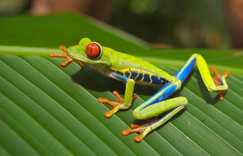 a close up of a frog on a leaf, pexels, renaissance, green blue red colors, in a jungle environment, beth cavener, waving