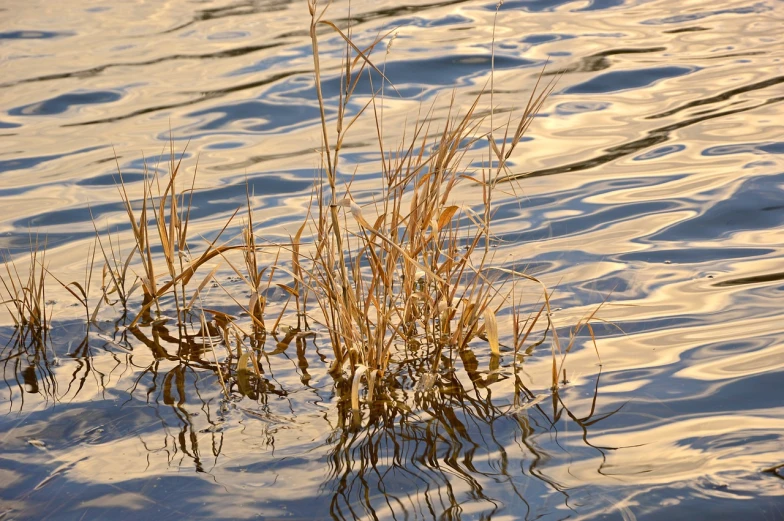 a plant in the middle of a body of water, inspired by Ethel Schwabacher, flickr, late afternoon light, straw, water refractions!!, winter lake setting