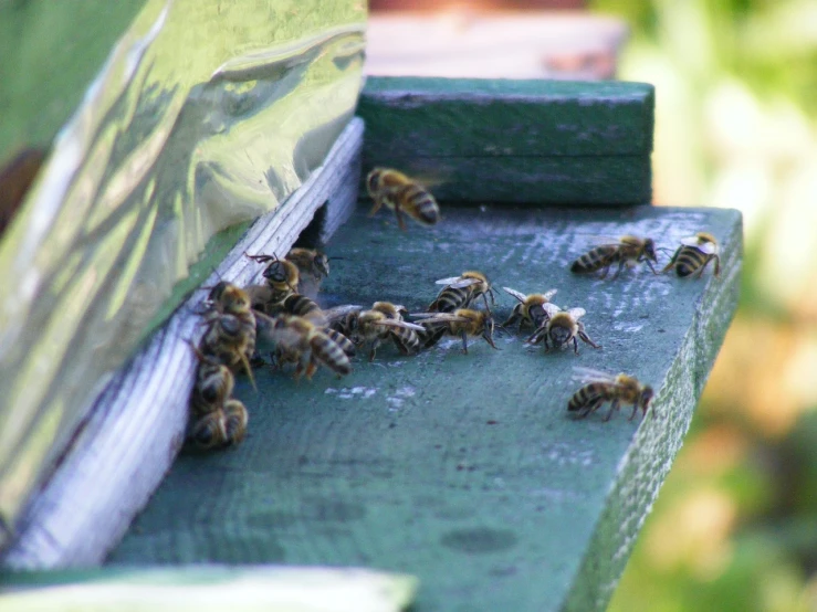 a group of bees sitting on top of a wooden bench, by Linda Sutton, flickr, happening, full of greenish liquid, walking down, high res photo, on a pedestal