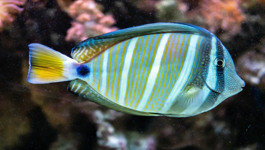 a fish that is swimming in the water, by Hans Werner Schmidt, flickr, striped, real photoshoot queen of oceans, 1128x191 resolution, silvergill adept