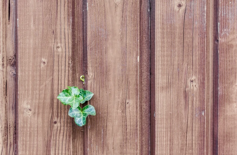 a plant that is growing out of a wooden fence, a stock photo, by Richard Carline, shutterstock, minimalism, wood door, textless, ivy's, smooth tiny details