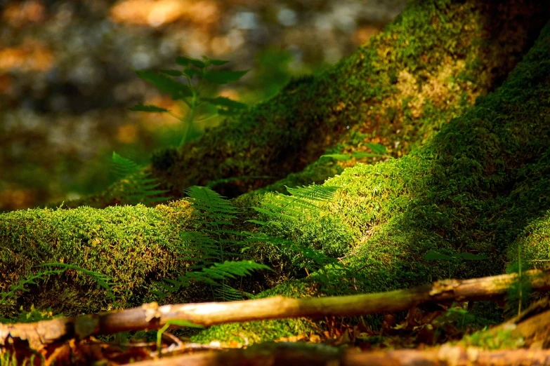 a close up of a moss covered tree trunk, a macro photograph, by Samuel Birmann, trending on pixabay, in picturesque forest diorama, lying on the woods path, mobile wallpaper, glowing forest