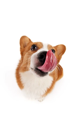 a brown and white dog sticking its tongue out, a stock photo, shutterstock, corgi, show from below, toy, ham