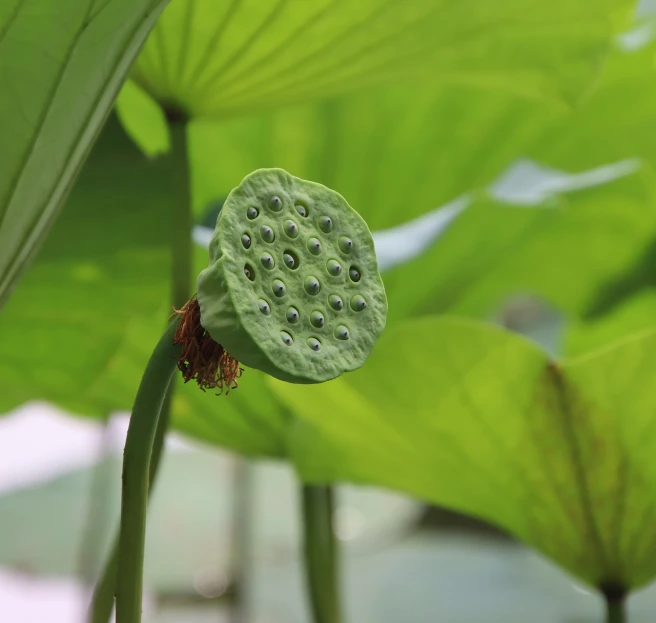 a close up of a plant with lots of green leaves, by Maeda Masao, shutterstock, hurufiyya, lotus pond, big pods, close-up shot from behind, stock photo