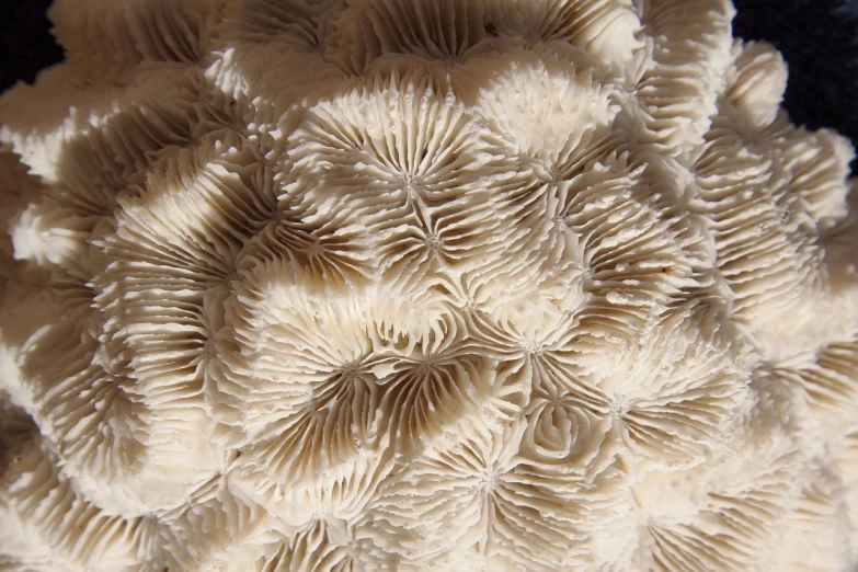 a close up of a piece of white coral, inspired by Earnst Haeckel, flickr, mushroom structures, ultrafine detail ”, covered in coral, coxcomb