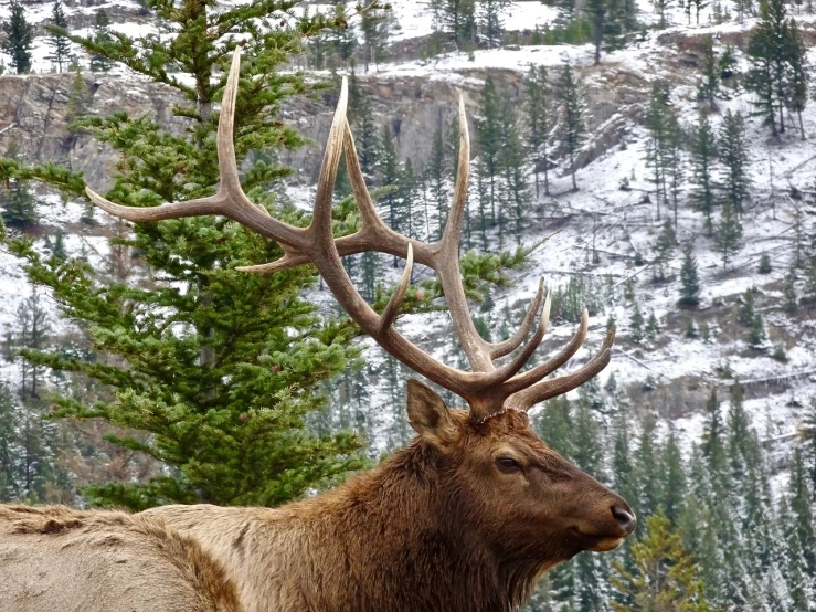 a close up of a deer with large antlers, a photo, by Roy Newell, flickr, spectacular rocky mountains, view from the side”, that resembles a bull\'s, -h 1024