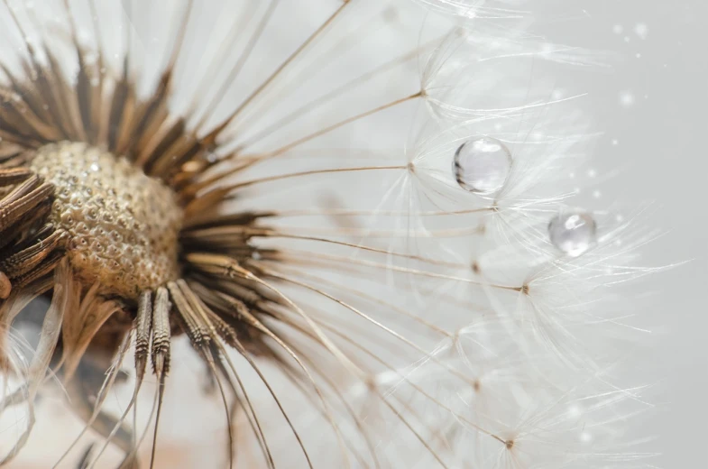 a close up of a dandelion with water droplets, a macro photograph, pexels, minimalism, micro detail 4k, with crystals on the walls, high detail product photo