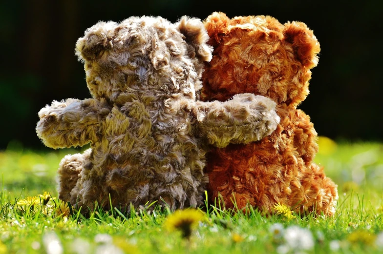 a couple of teddy bears sitting on top of a lush green field, a picture, by Niko Henrichon, pixabay, twiddle a twoddle, profile picture 1024px, furry brown body, warm sunshine