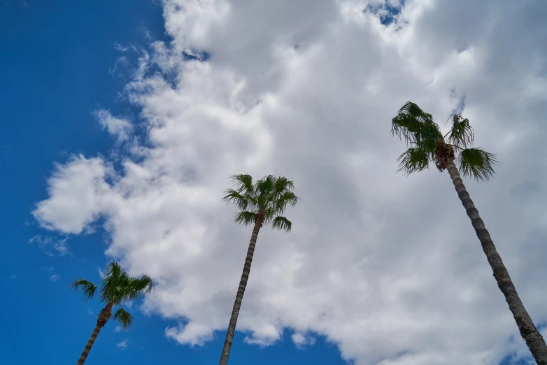 three palm trees in front of a cloudy blue sky, stratosphere, usa-sep 20, cloudy weather, big overcast