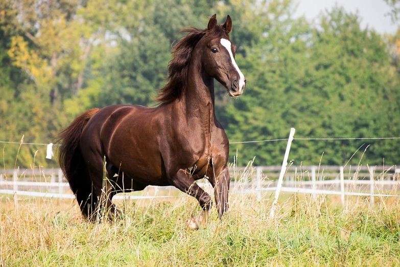 a brown horse standing on top of a grass covered field, a stock photo, by Alexander Fedosav, pixabay, running fast towards the camera, with his long black hair, huge glistening muscles, female beauty