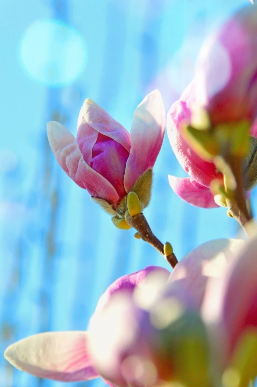 a close up of a flower on a tree, a picture, romanticism, magnolia stems, blue and pink colors, sunny morning light, 3 4 5 3 1