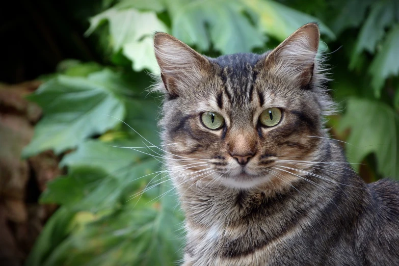 a close up of a cat with green eyes, a portrait, outdoor photo, amongst foliage, portait photo