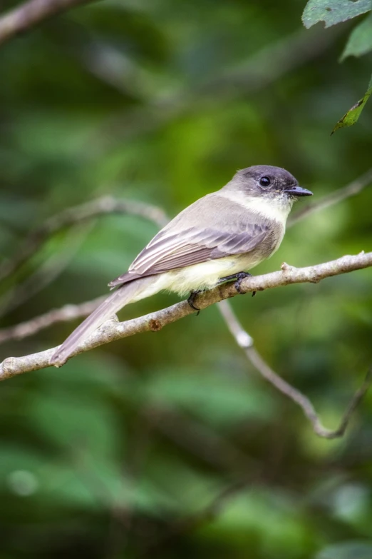 a small bird sitting on top of a tree branch, by Niklaus Manuel, rare bird in the jungle, at lush forest background, the shrike, portait photo