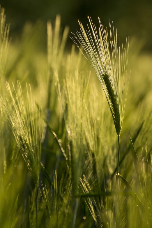 a close up of a green plant in a field, by Thomas Häfner, heavy grain high quality, evening lighting, malt, celebration