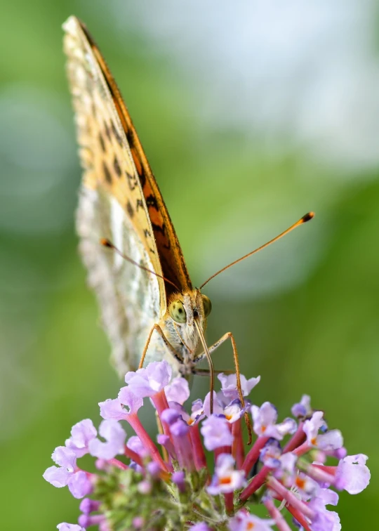 a close up of a butterfly on a flower, a macro photograph, by Anna Haifisch, shutterstock, figuration libre, high detail 4 k, very sharp and detailed photo, ready to eat, tall angle