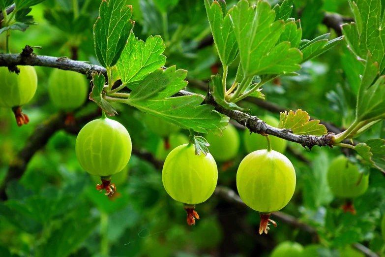 a close up of some green berries on a tree, a digital rendering, by Harry Haenigsen, pixabay, alaska, garden with fruits on trees, gooseman, oak acorns