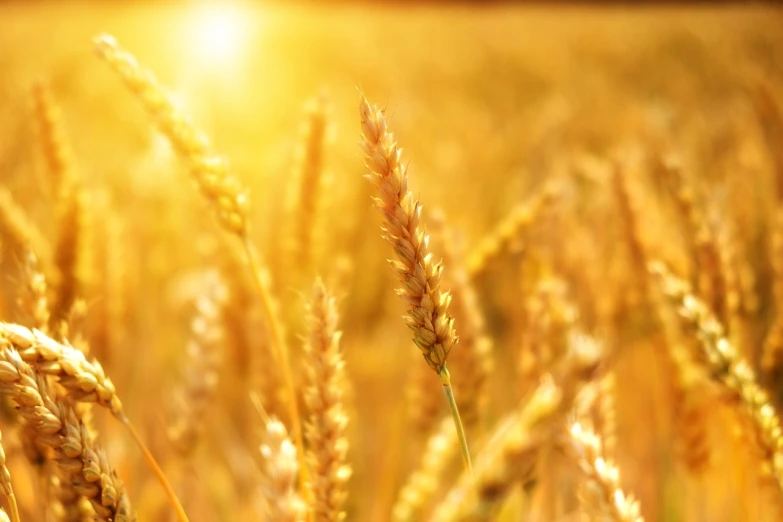 a field of wheat with the sun in the background, a tilt shift photo, glowing golden aura, closeup photo