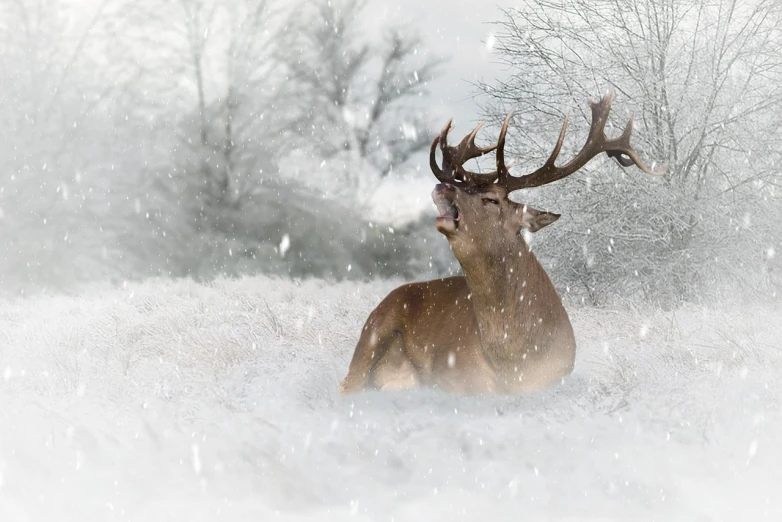 a deer that is laying down in the snow, shutterstock contest winner, romanticism, shouting, beautiful digital artwork, london, beefy