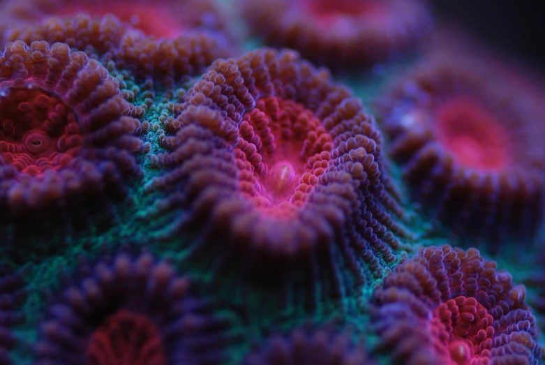 a close up of a close up of a coral, a macro photograph, synchromism, yummy, hyper - detailed photo