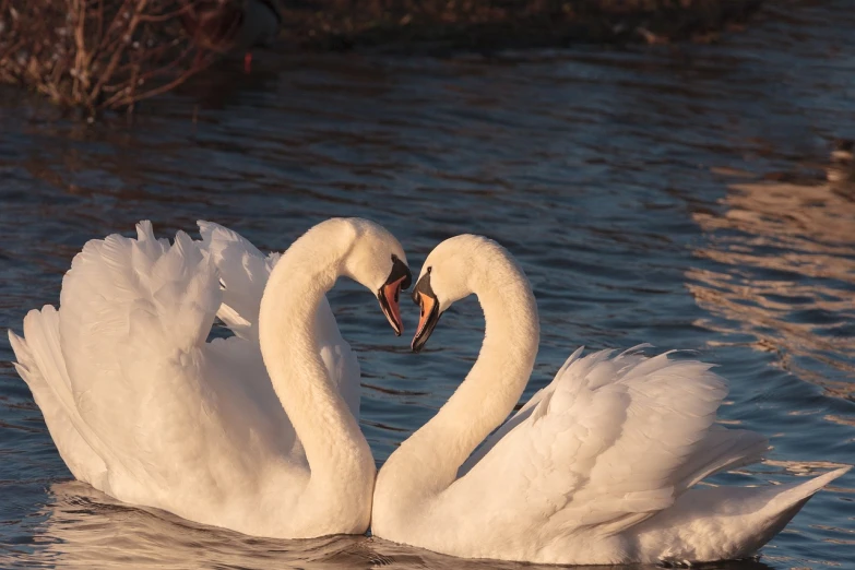 two swans making a heart shape in the water, a picture, by Antoni Brodowski, flickr, romanticism, queen, smiling at each other, february), sha xi
